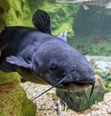 A close-up image of a catfish swimming underwater, with its barbels visible. The fish has a dark, smooth body and is surrounded by an aquatic environment with green algae-covered rocks and pebbles on the substrate.