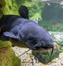 Close-up of live catfish swimming in clear water at Lagos Fresh Fish Market farm.