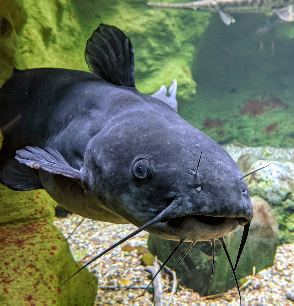 black and white fish in fish tank