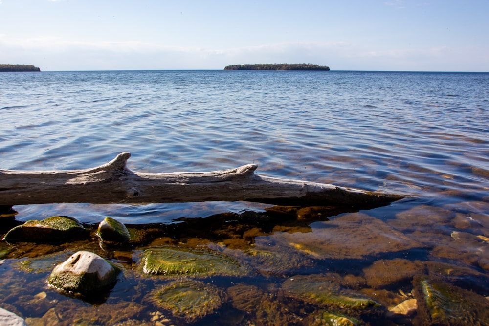 brown wooden log on body of water during daytime