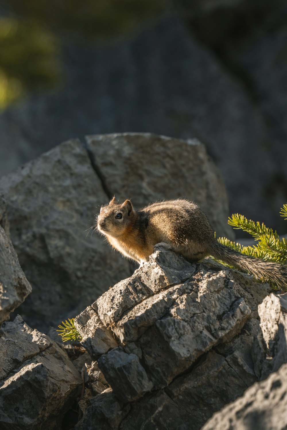 brown squirrel on gray rock