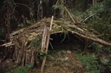 A rustic shelter made from logs and branches nestled within a dense forest setting. The construction appears to be a makeshift hut with leaves and ferns covering the top. The ground is scattered with twigs, leaves, and undergrowth, creating a natural, earthy appearance.