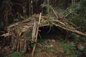 A small, sturdy shelter built from natural materials in a forest clearing.