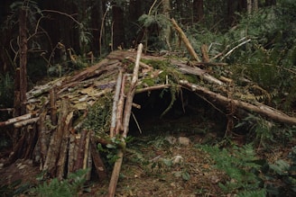 A rugged shelter built from natural materials in a dense forest, symbolizing survival refuge.
