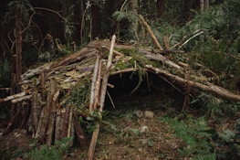 A small, sturdy shelter built from natural materials in a forest clearing.