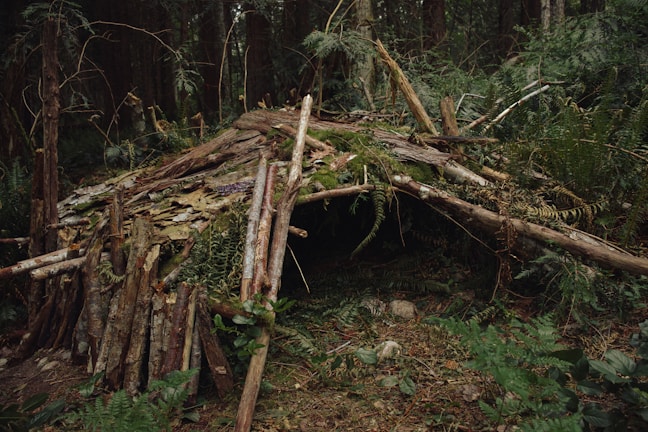 A rustic shelter made from logs and branches nestled within a dense forest setting. The construction appears to be a makeshift hut with leaves and ferns covering the top. The ground is scattered with twigs, leaves, and undergrowth, creating a natural, earthy appearance.