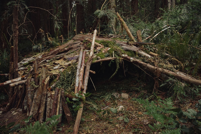 A rugged shelter built from natural materials in a dense forest, symbolizing survival refuge.
