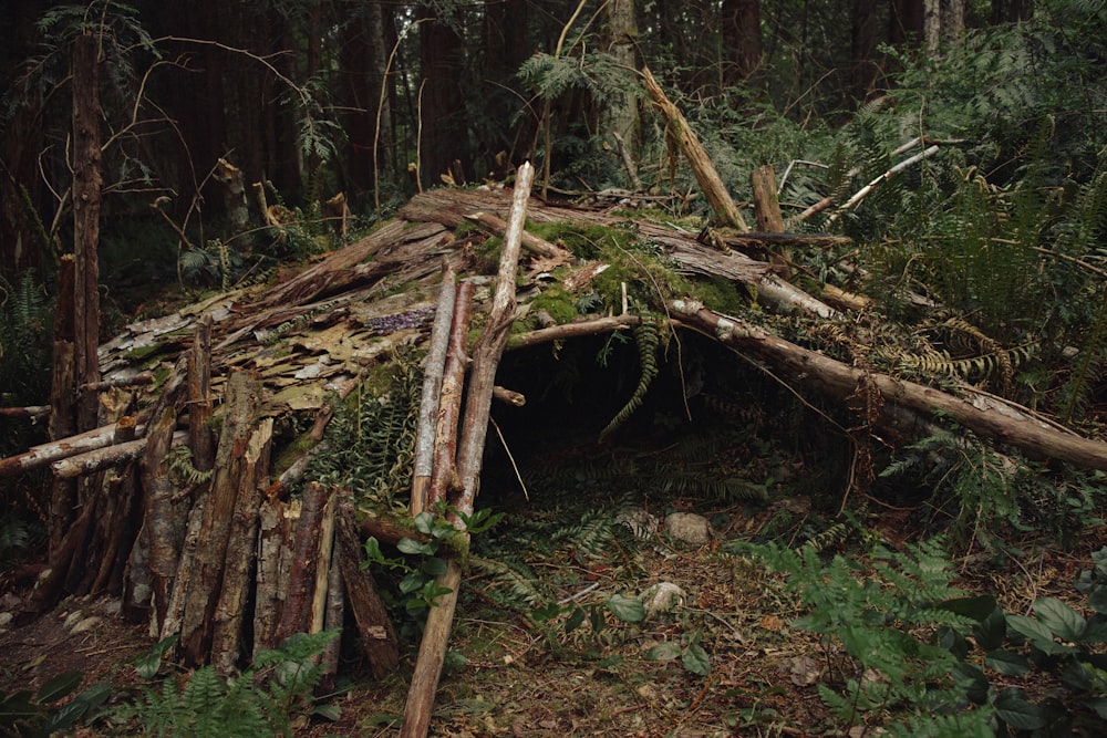 brown tree log on ground