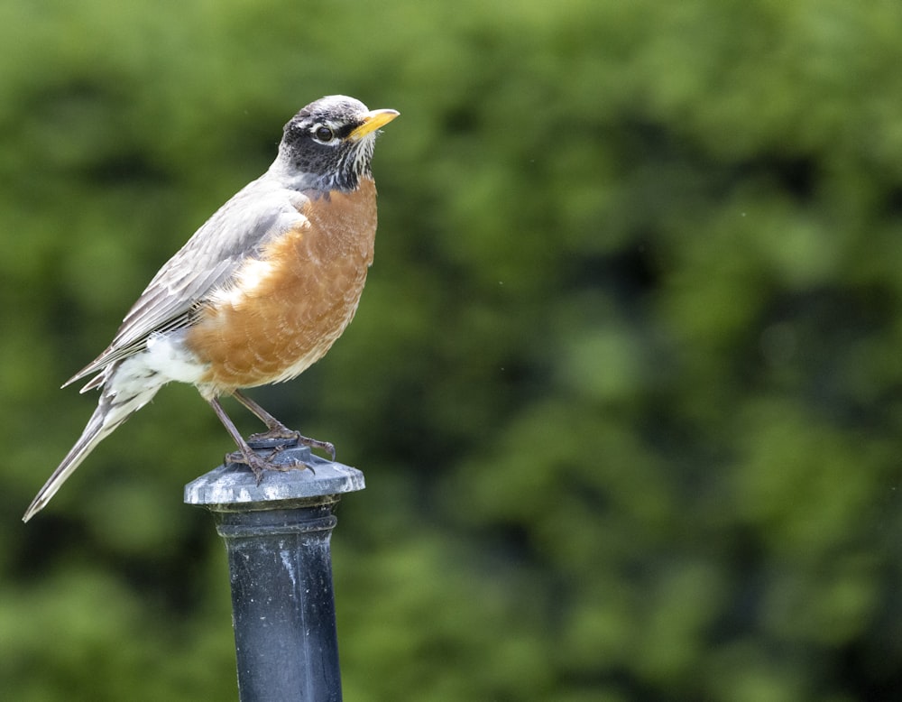 brown and black bird on blue metal stand during daytime