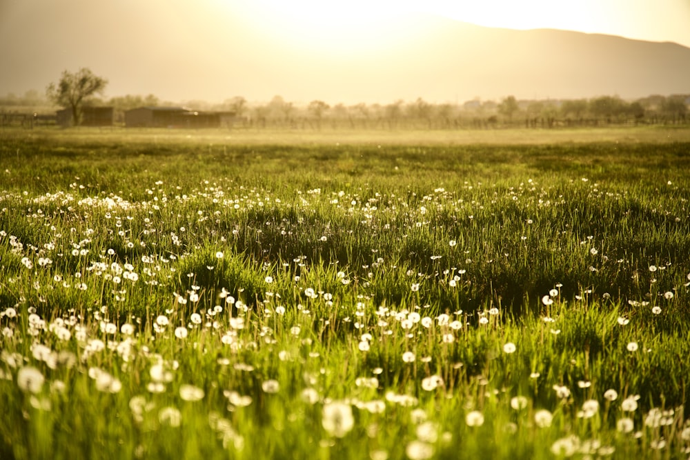 green grass field under white sky during daytime