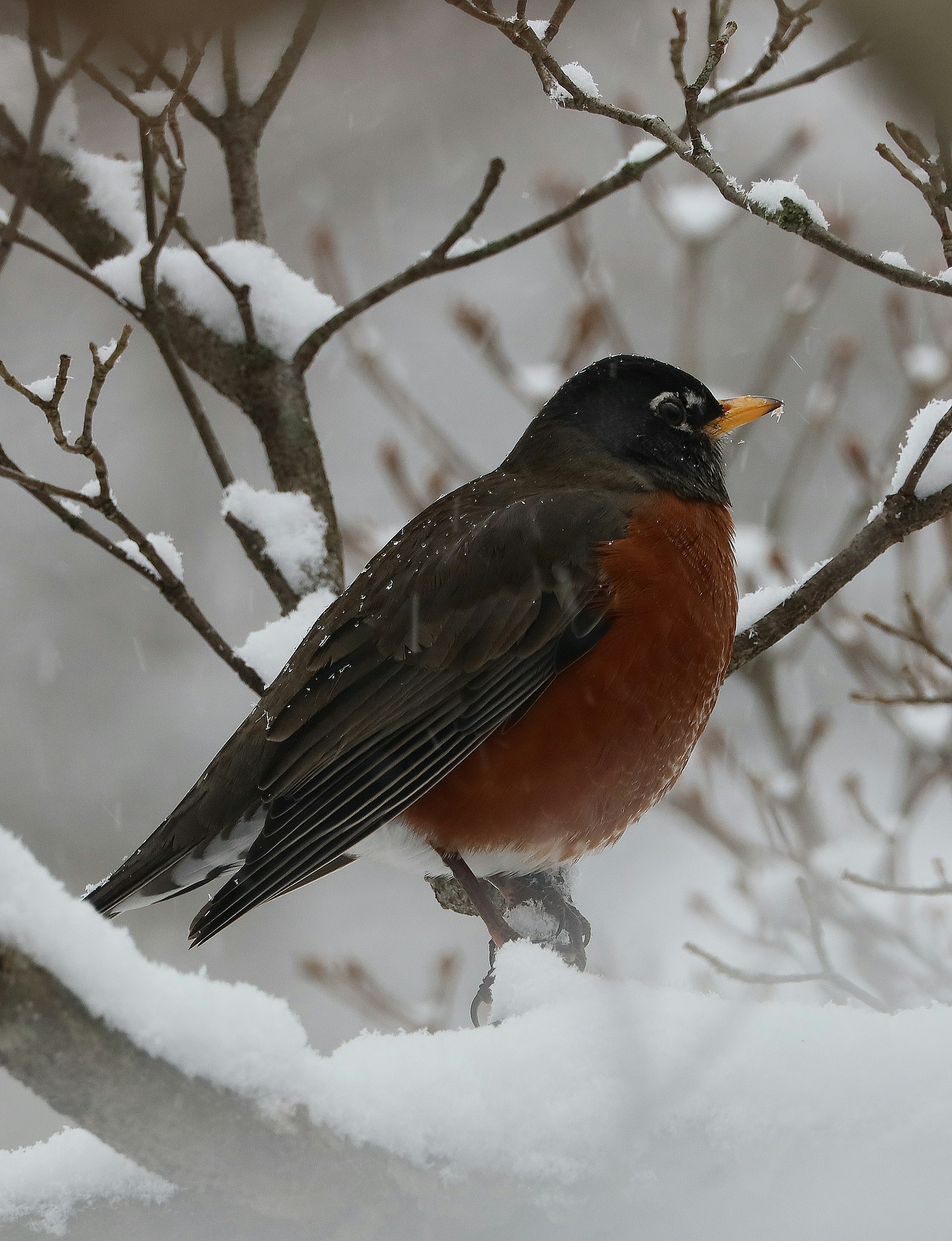 brown and black bird on tree branch