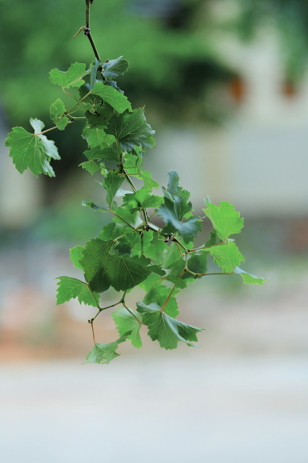 green leaves in tilt shift lens