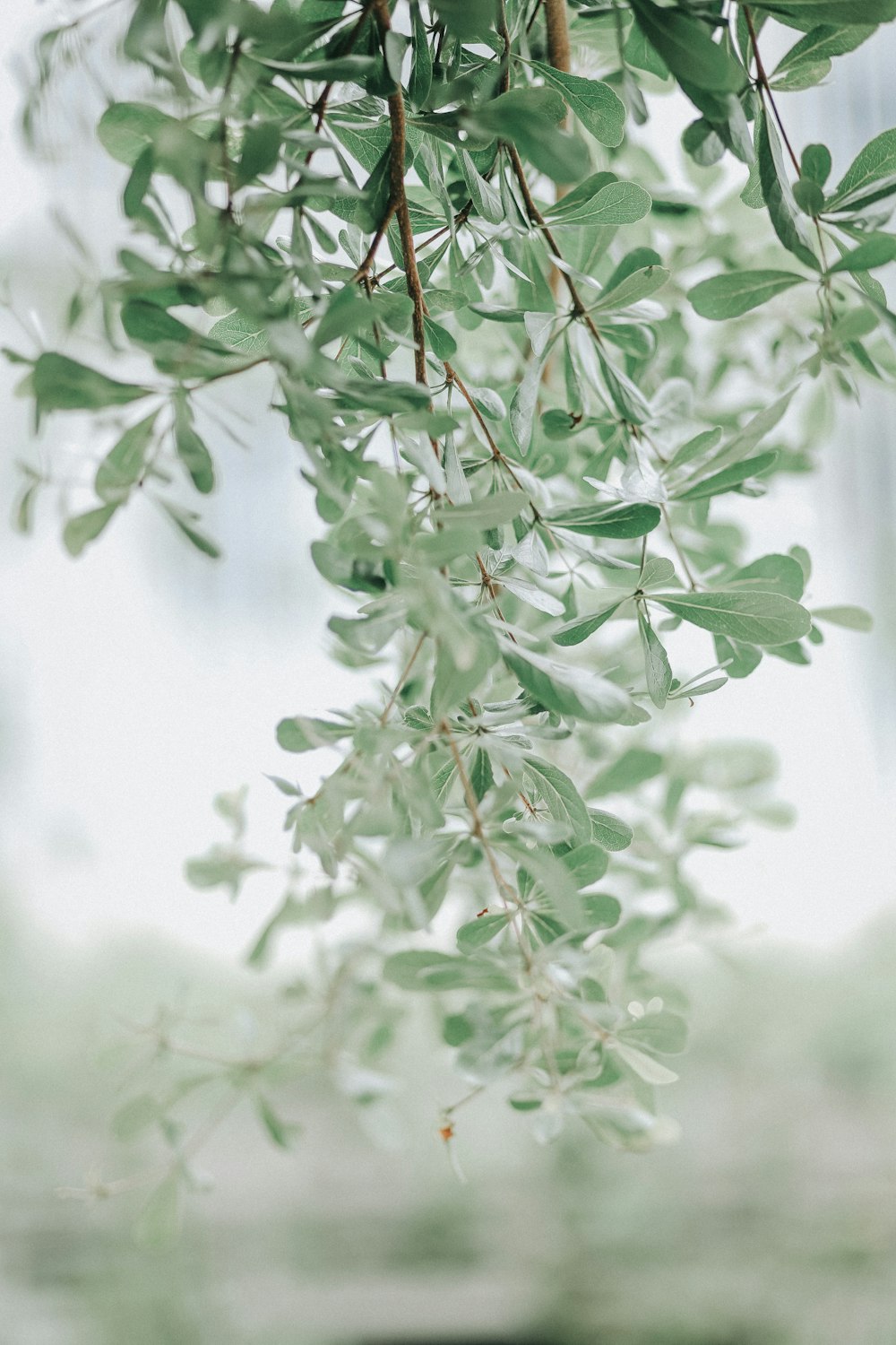 green leaves in tilt shift lens