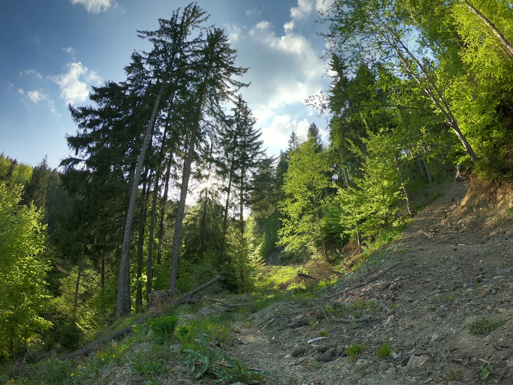 green trees under blue sky during daytime