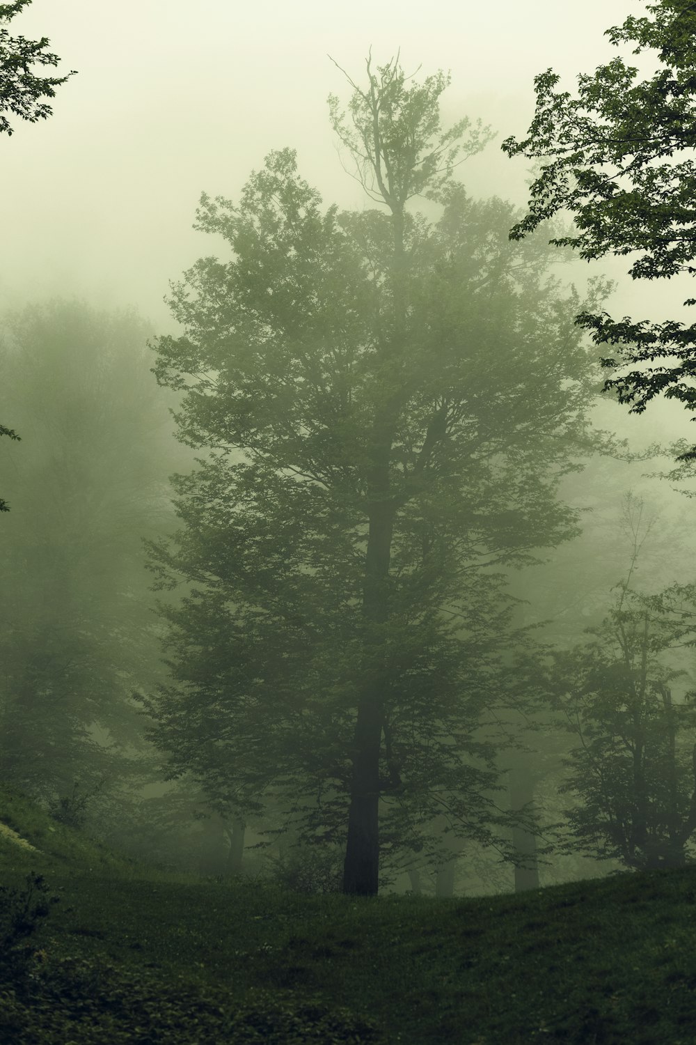 green trees on green grass field during daytime