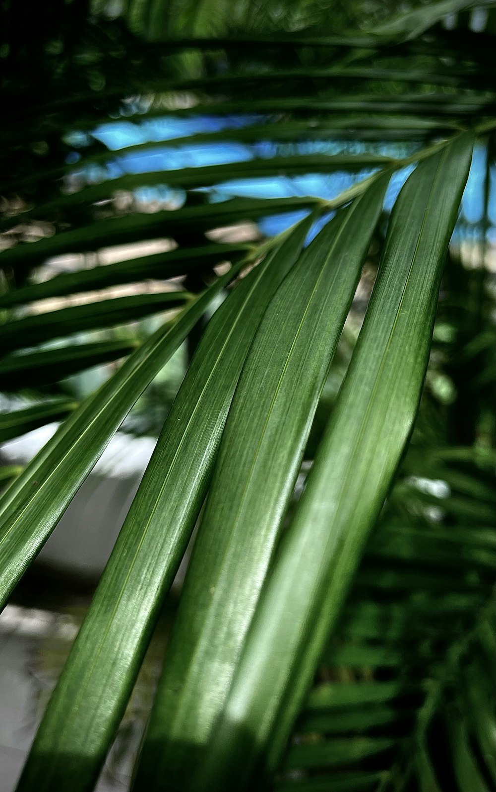 green leaf plant during daytime