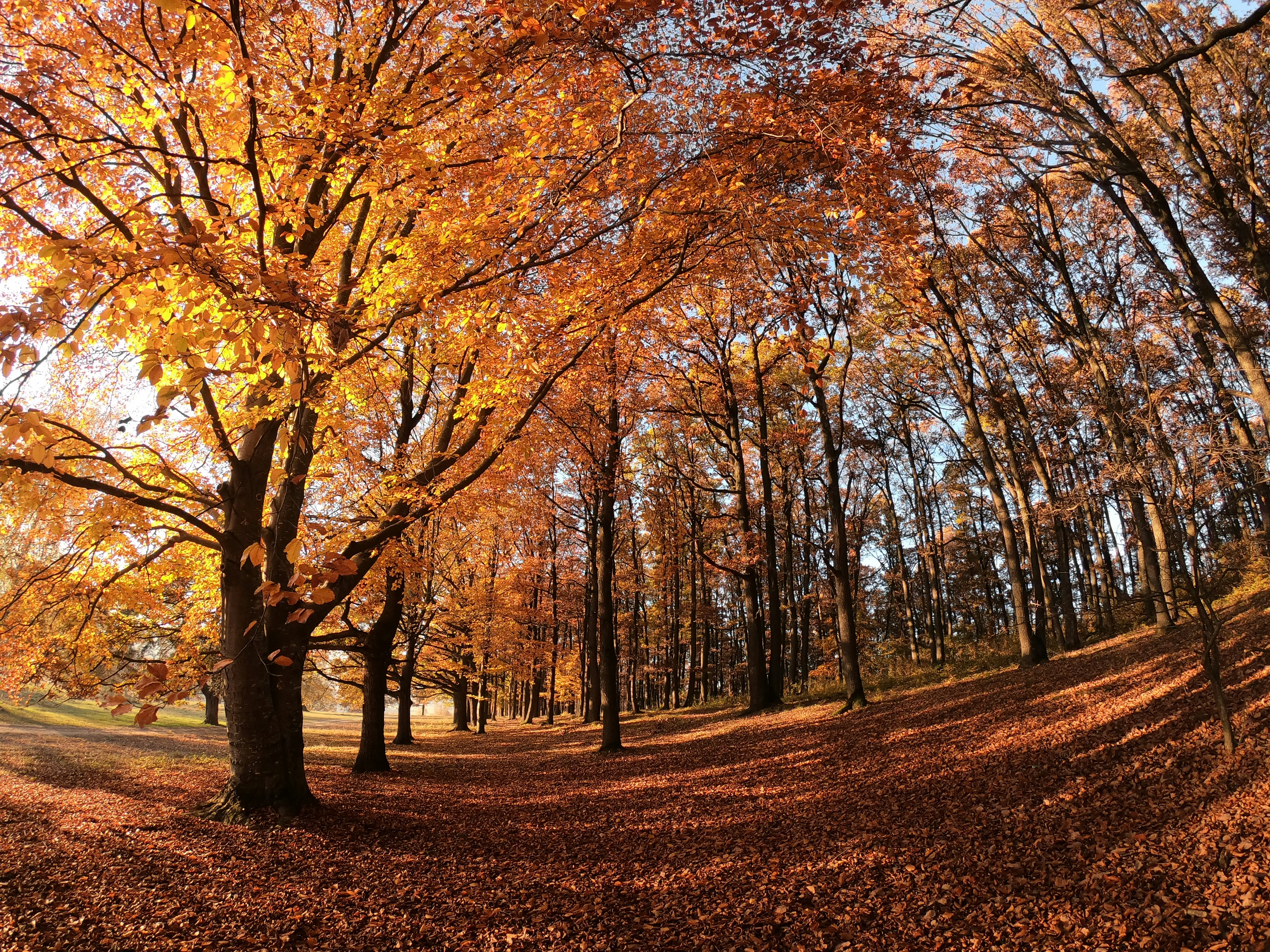 Photo by vladutremus