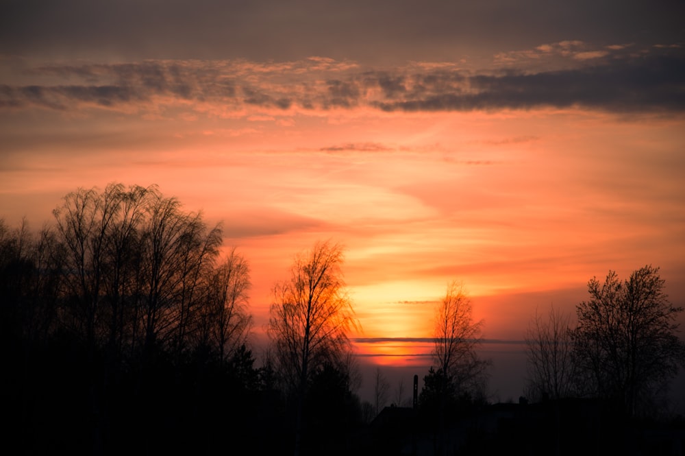 silhouette of trees during sunset