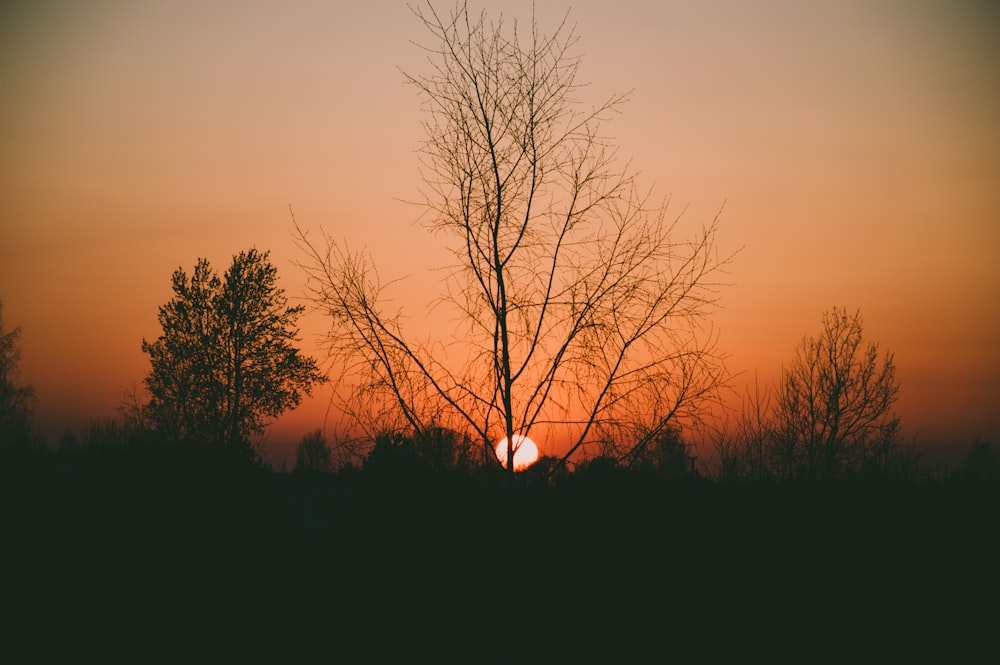 silhouette of trees during sunset