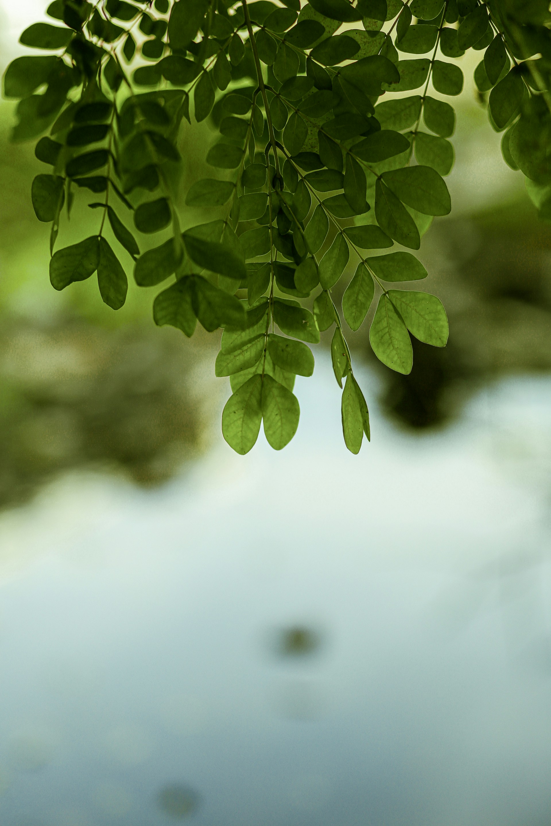 green leaves in tilt shift lens