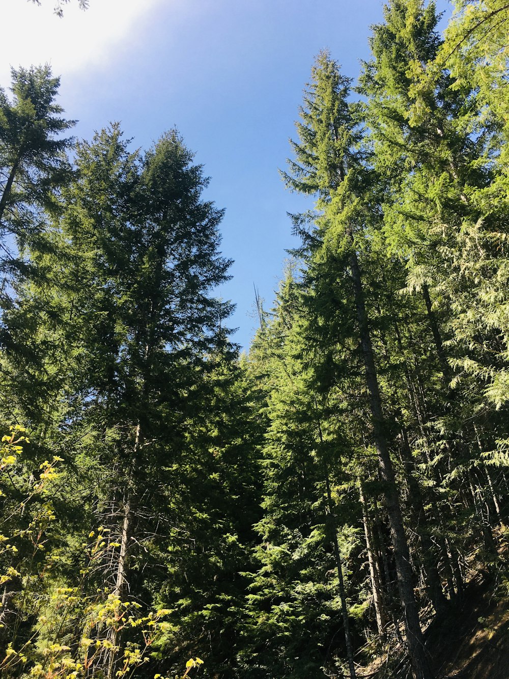 arbres verts sous le ciel bleu pendant la journée