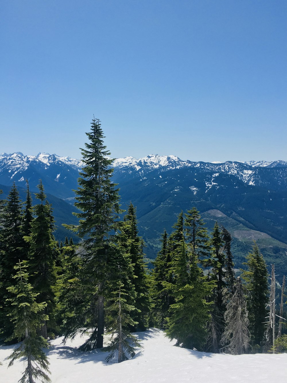 pins verts sur la montagne sous le ciel bleu pendant la journée