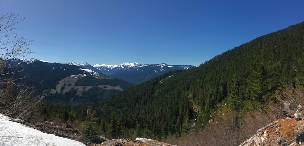 alberi verdi sulla montagna sotto il cielo blu durante il giorno