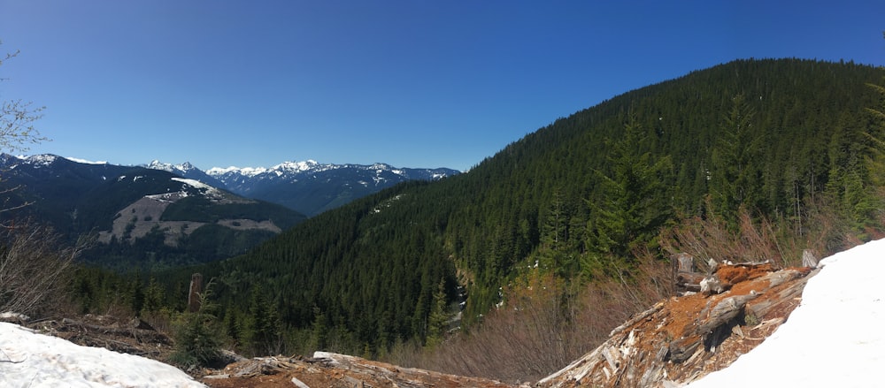 arbres verts sur la montagne sous le ciel bleu pendant la journée