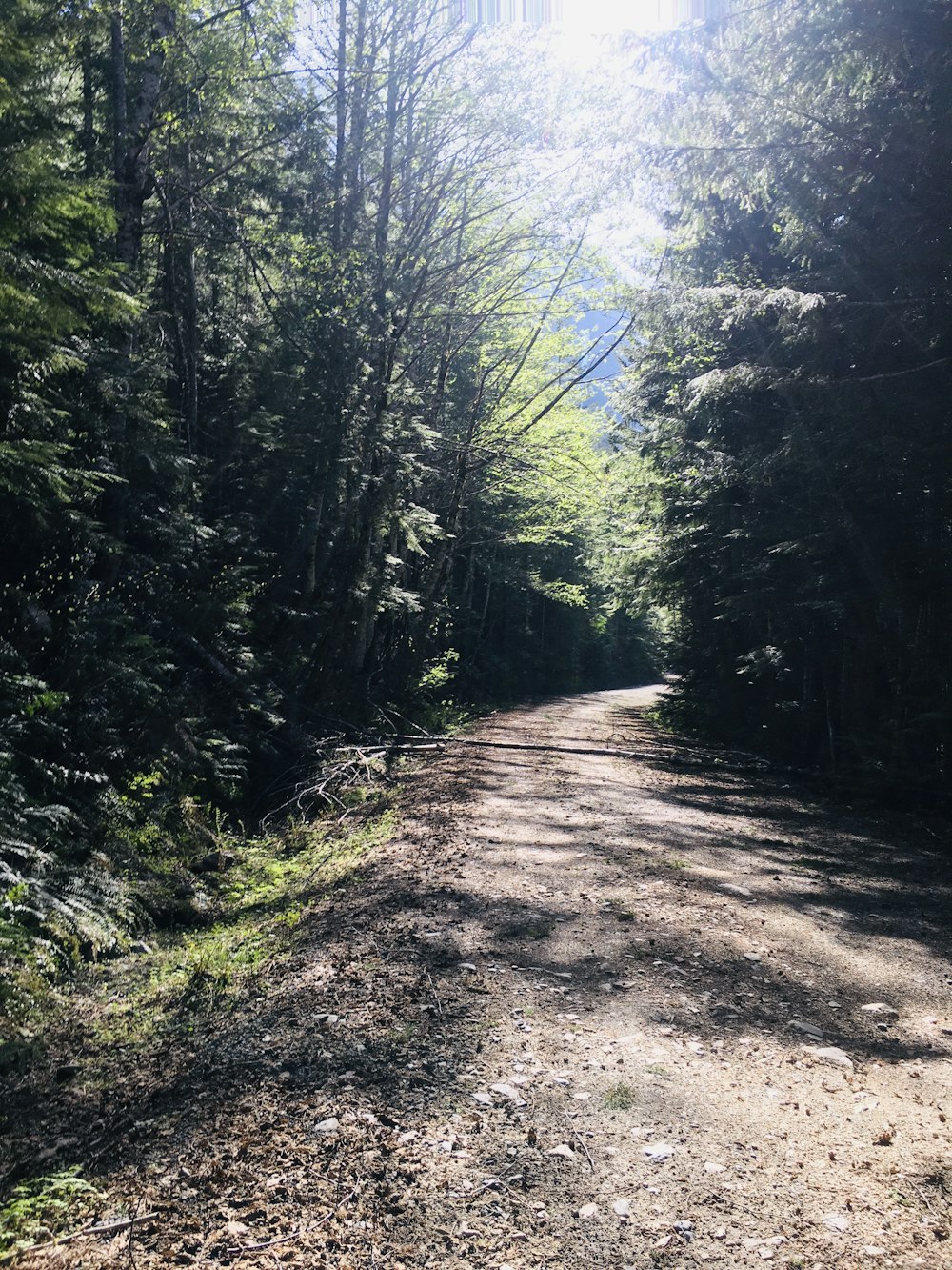 green trees on brown dirt road during daytime