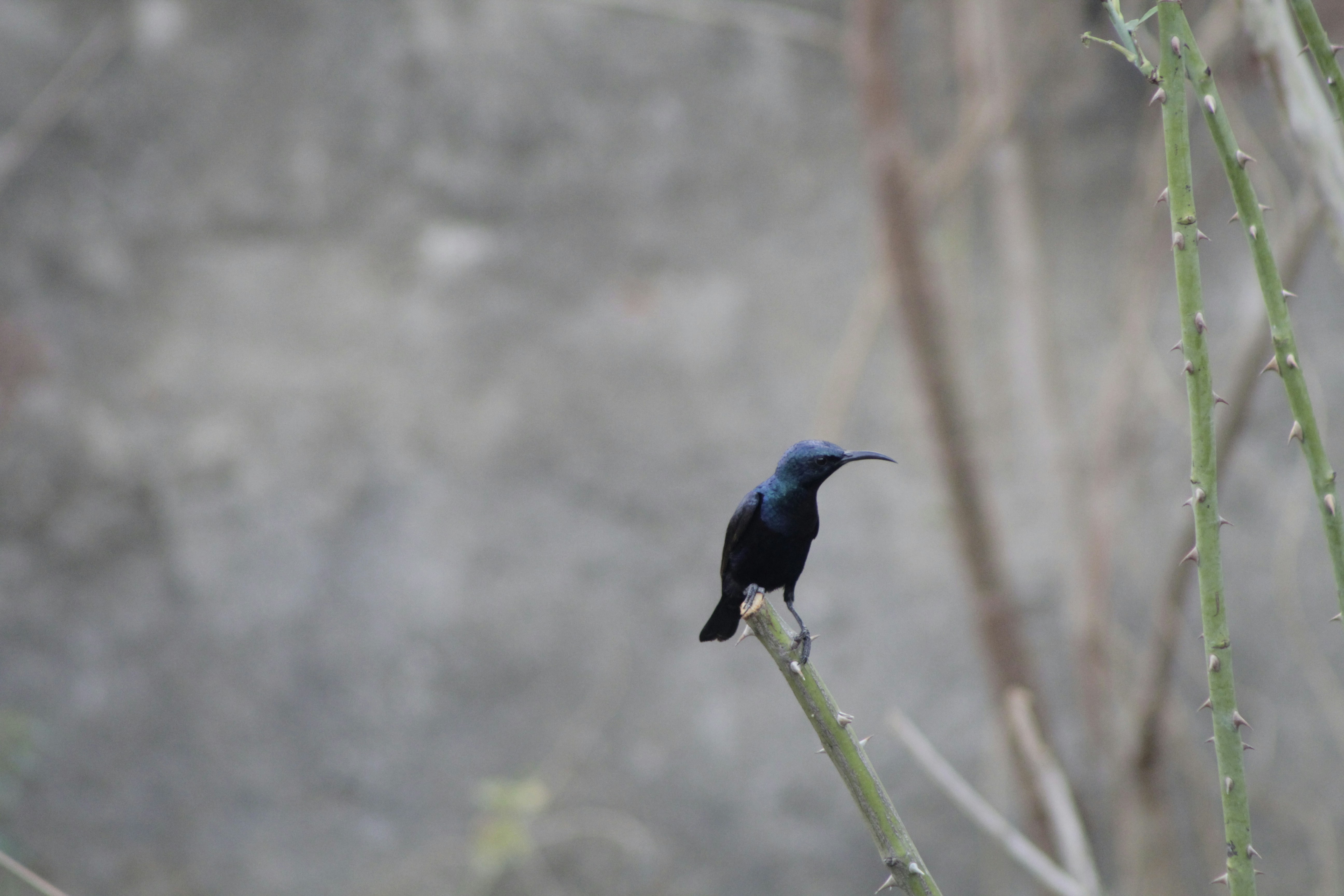 Photo by sharanyakovuri
