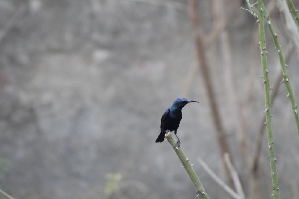 blue and black bird on green plant