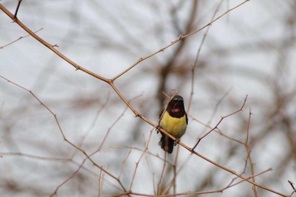 yellow and black bird on brown tree branch