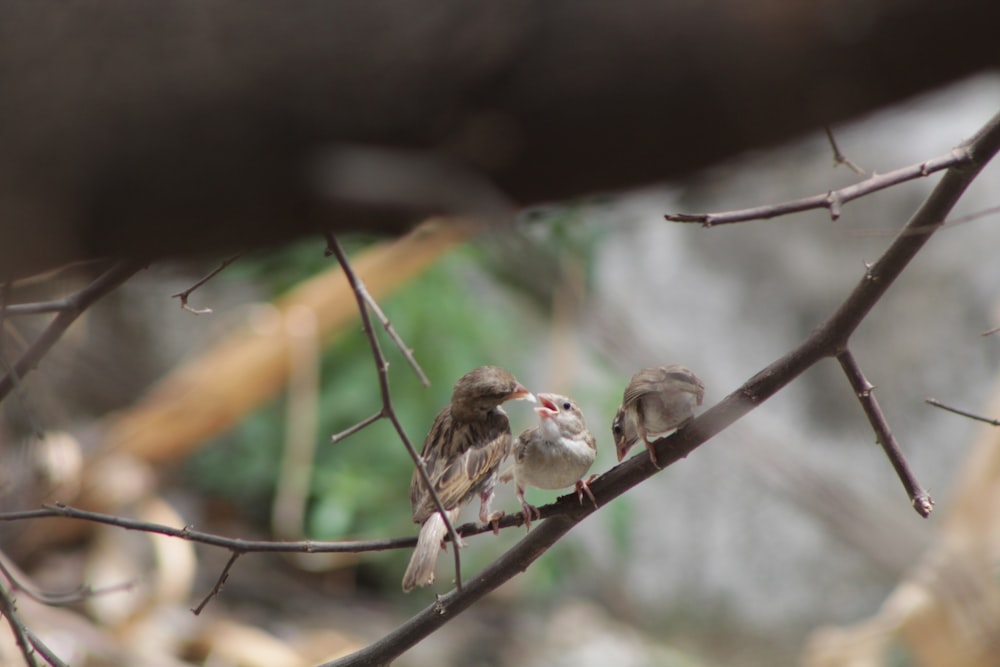 brown and white bird on brown tree branch