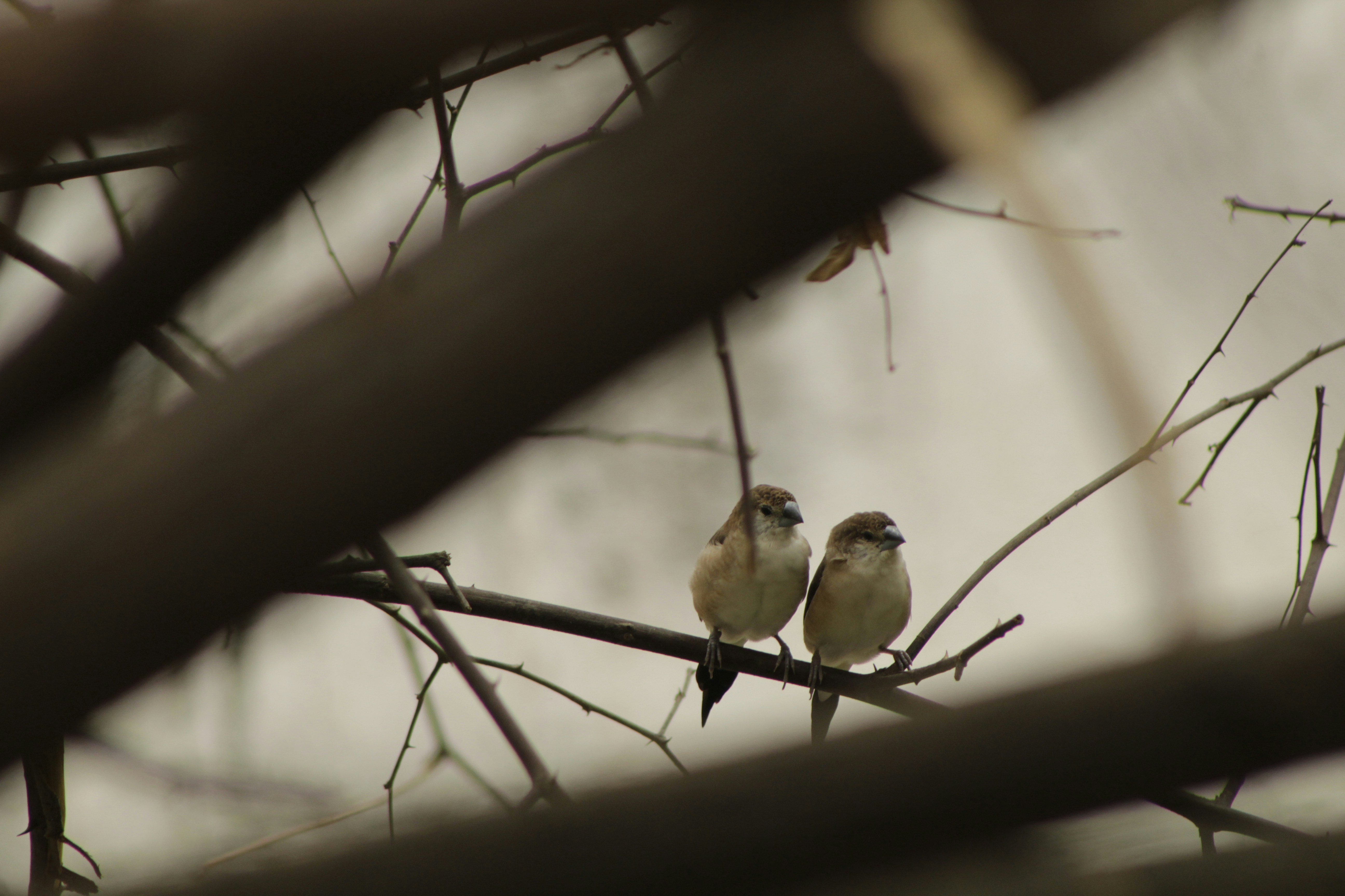 Photo by sharanyakovuri