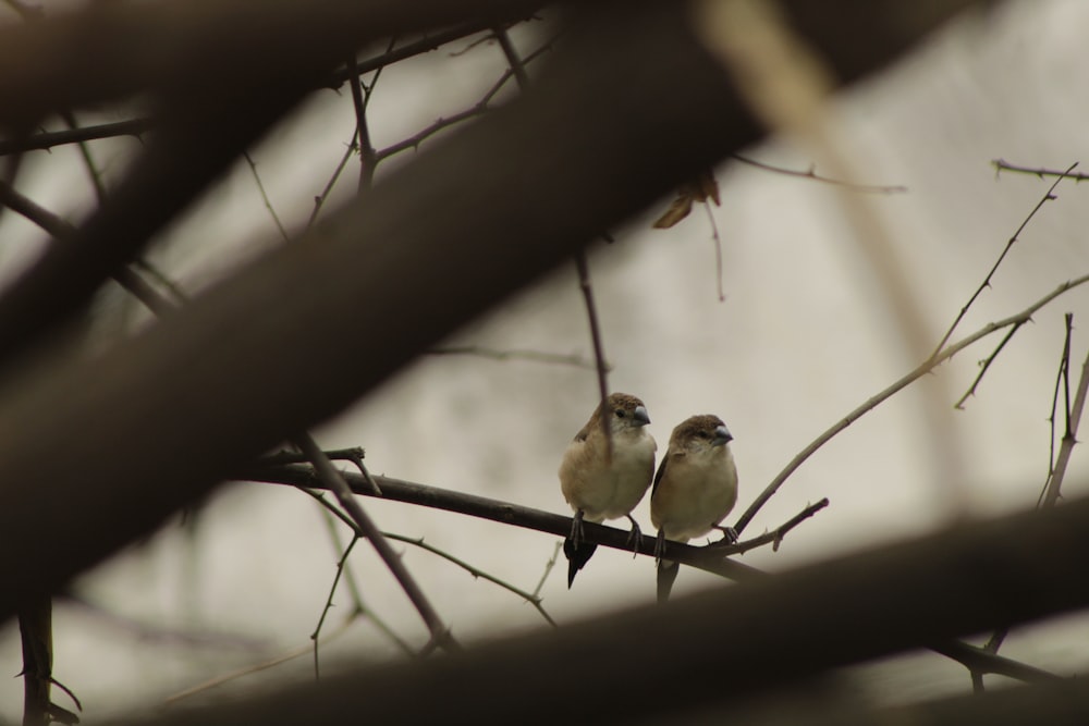 brown and white bird on tree branch