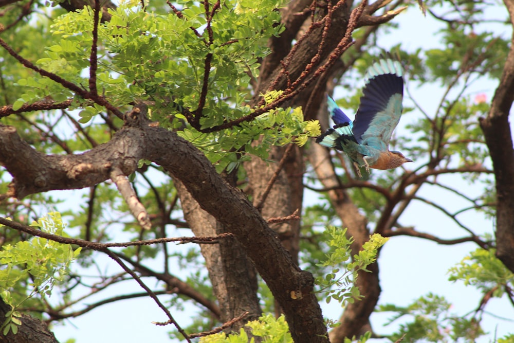 blue and white bird on brown tree branch during daytime