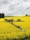 A green tractor is working in a vast field of bright yellow flowers, likely canola or rapeseed. The tractor is towing a large sprayer, applying substances over the crop. In the background, a line of trees separates the field from a cloudy sky.