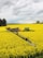 A green tractor is working in a vast field of bright yellow flowers, likely canola or rapeseed. The tractor is towing a large sprayer, applying substances over the crop. In the background, a line of trees separates the field from a cloudy sky.