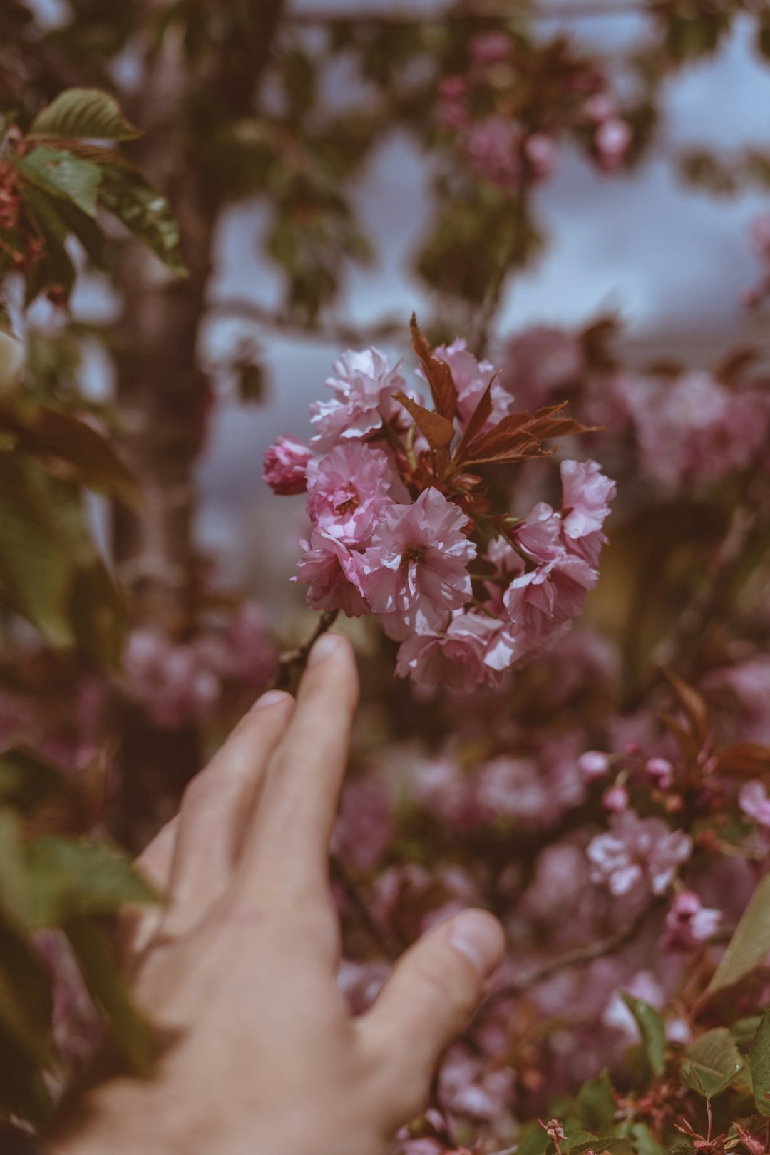 pink flower in persons hand