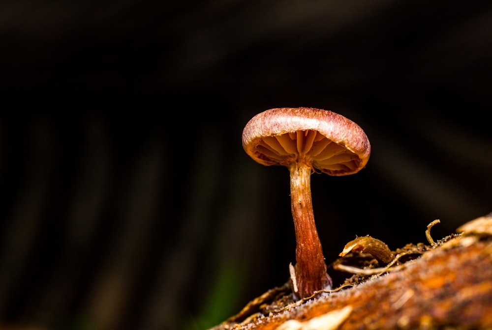 클로즈업 사진의 갈색과 흰색 버섯