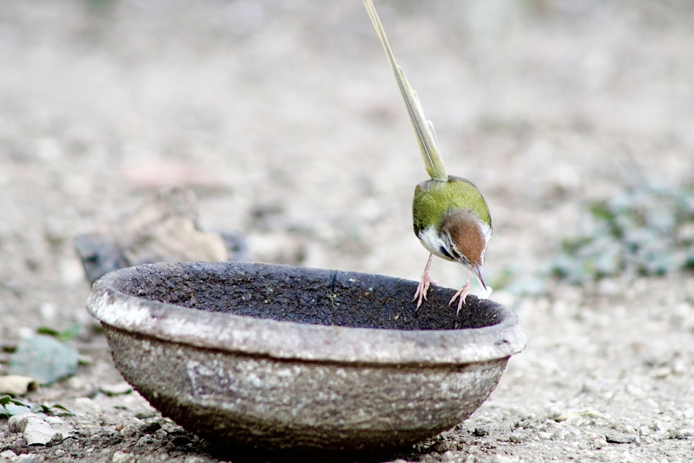 pássaro verde na tigela de madeira marrom