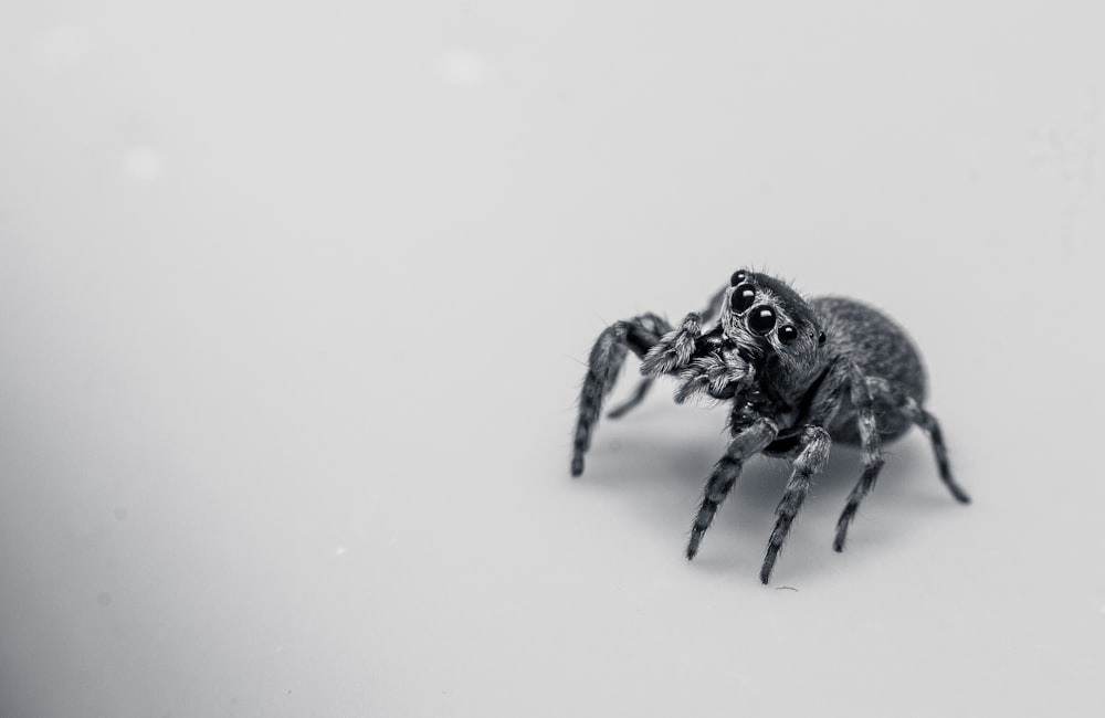black jumping spider on white surface