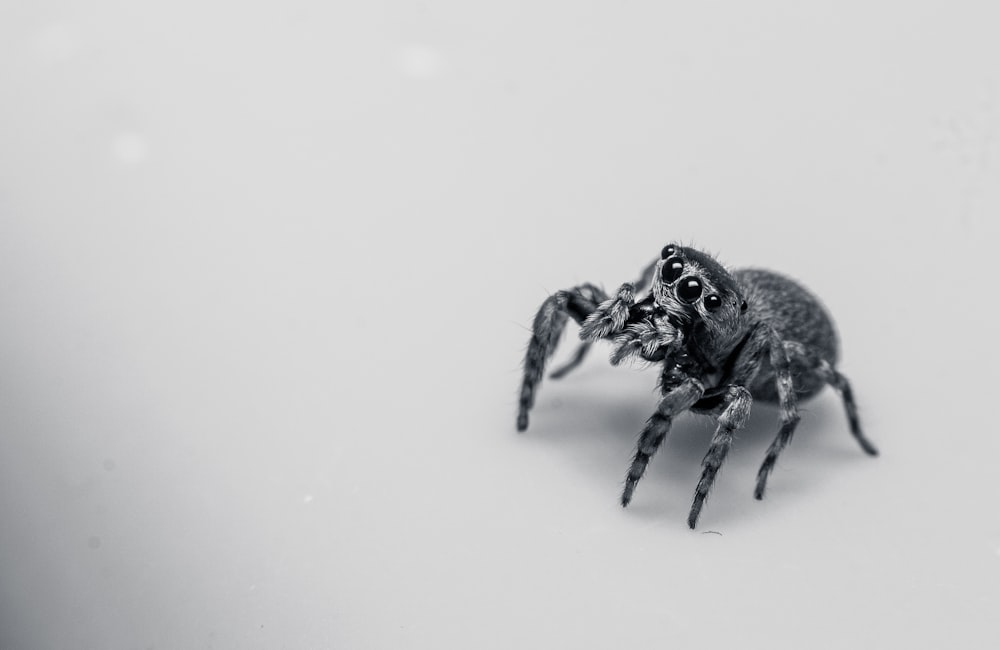 araignée sauteuse noire sur surface blanche