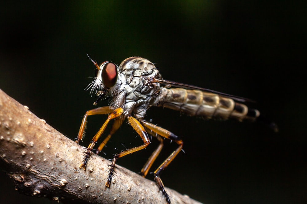 gray and brown fly on brown wooden stick