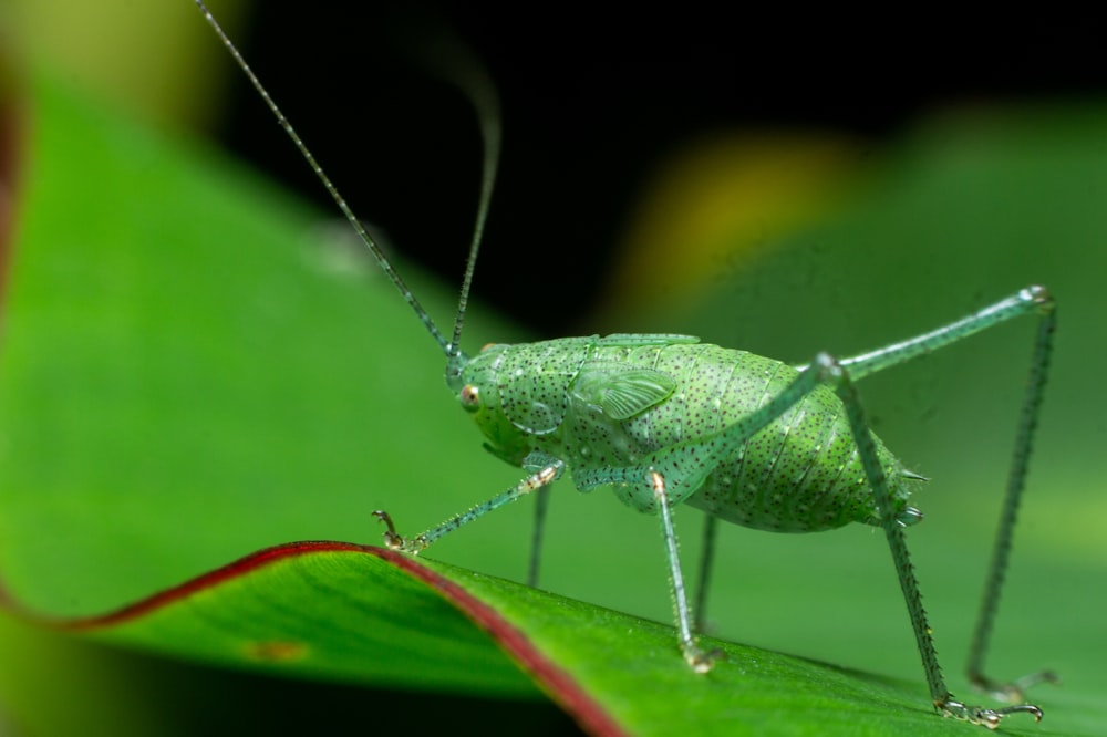 green grasshopper perched on green leaf in close up photography during daytime