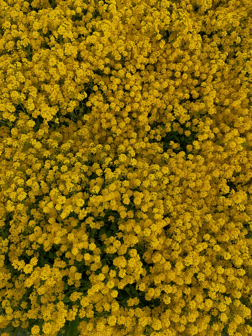 yellow flower petals on ground