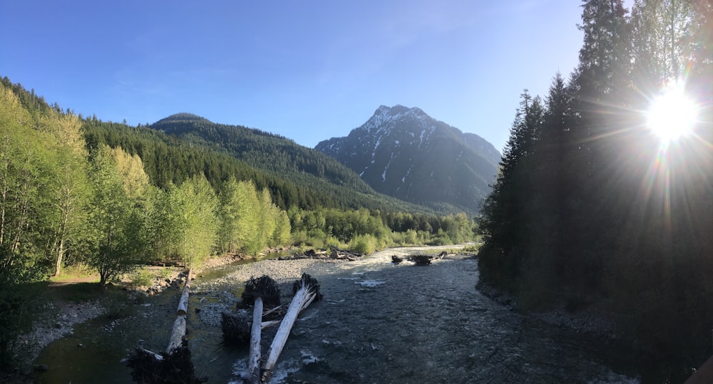 arbres verts près du lac sous le ciel bleu pendant la journée