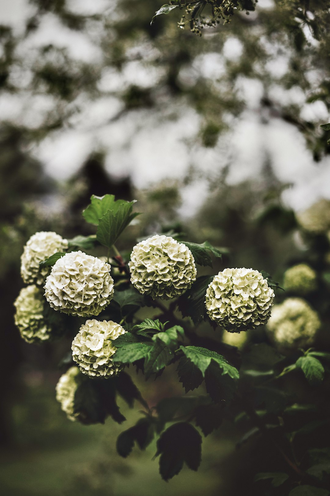 green plant in close up photography