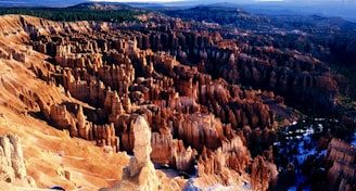 An expanse of dramatic, eroded rock formations known as hoodoos, set in a vast, rugged canyon landscape. The terrain displays an array of rich, warm colors under sunlight, with contrasting shadows in deeper sections of the canyon. Pine forests are visible in the distance, adding a touch of green to the scene.