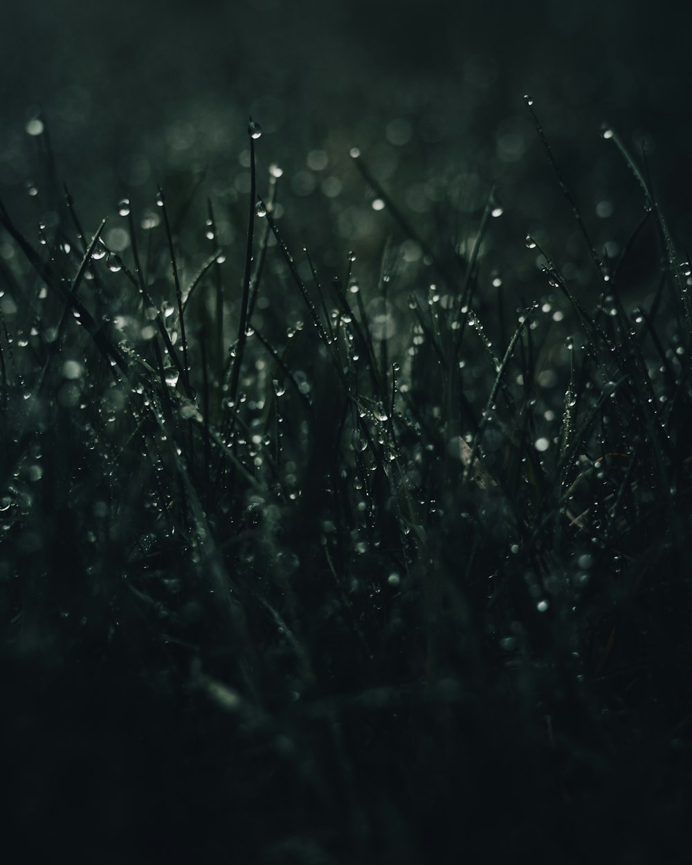 green grass with water droplets